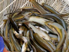 過(guò)年了,鯉魚(yú)基地告訴你哪種鯉魚(yú)好圖3