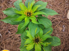 云南大理哪里有重樓種植公司_彌渡中藥材種植園重樓圖2