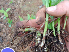 大理白芨苗出售_大理白芨種苗基地_大理白芨直播苗圖1