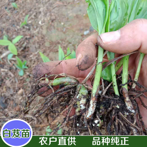 大理白芨苗出售_大理白芨種苗基地_大理白芨直播苗