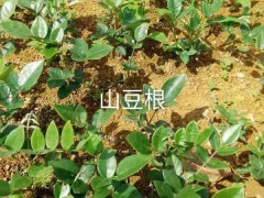 山豆根用途多，經(jīng)濟(jì)效益不錯，這樣種植才正確圖1