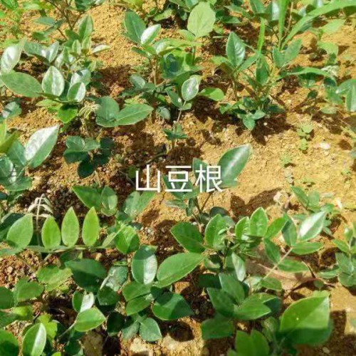 山豆根用途多，經(jīng)濟(jì)效益不錯(cuò)，這樣種植才正確