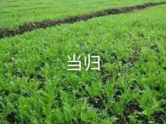 當歸種植幾年可以收圖1