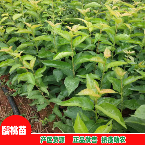 櫻桃樹苗種植技術(shù)_櫻桃樹苗哪里能買到?