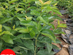 櫻桃樹苗種植技術(shù)_櫻桃樹苗哪里能買到?圖2