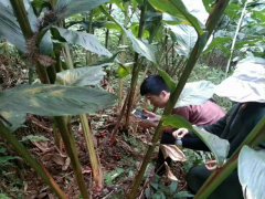 草果苗圖片_文山/馬關(guān)草果種植戶圖2