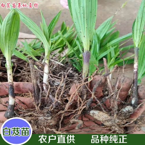 昆明白芨苗-紫花三叉白芨種苗—云南優(yōu)質(zhì)白芨苗供應(yīng)