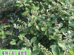 吳茱萸栽種，吳茱萸價格走勢分析圖2