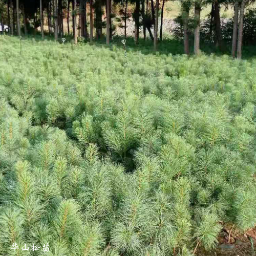 80公分高華山松苗價格 華山松袋苗聯(lián)系 華山松杯苗價格