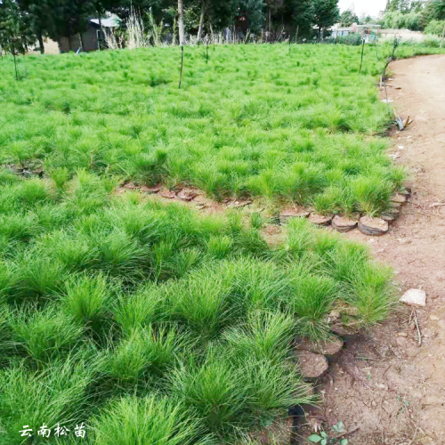 云南飛松苗基地 南陽云南松苗基地 恩施云南松苗基地