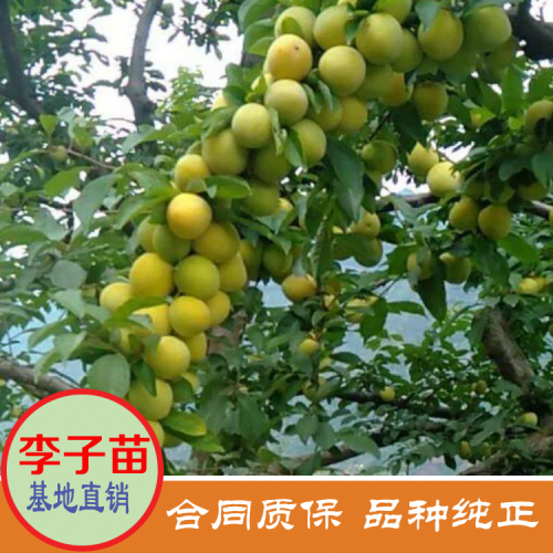 夏天果王“三華李”價(jià)錢多少錢一斤？栽種兩年可開花結(jié)果？栽種市場(chǎng)前景怎樣？