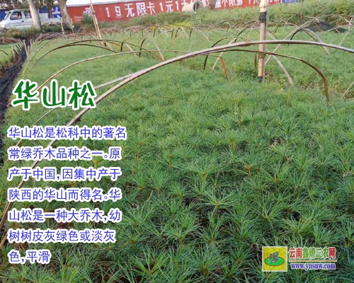 崇左80公分高華山松苗價(jià)格 華山松5年苗多少錢一顆 貴州凱里市哪里有苗賣