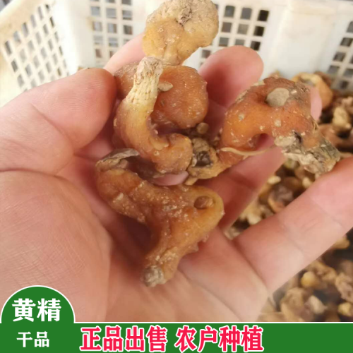 黔南黃精種苗種植基地 黃精小苗價格是多少 黃精苗批發(fā)價格