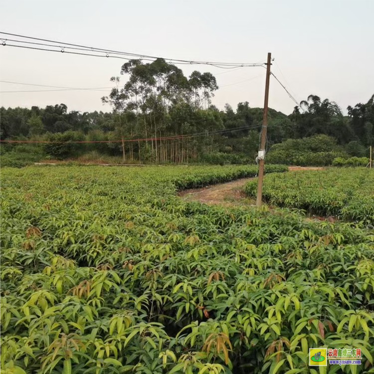 上海臺(tái)農(nóng)芒果苗 購(gòu)金煌芒果苗 芒果水果批發(fā)