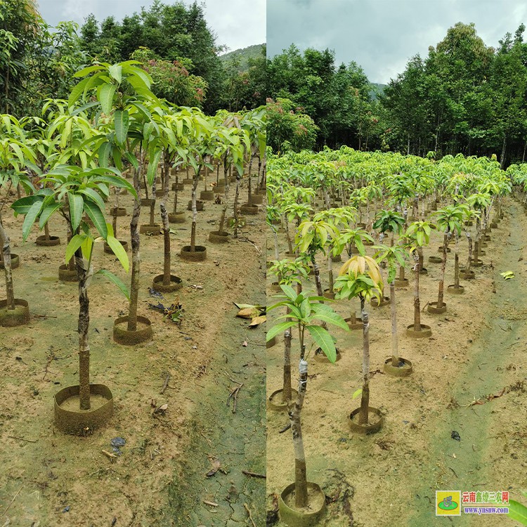 廣西芒果苗 云南芒果價格表 云南甜芒果苗