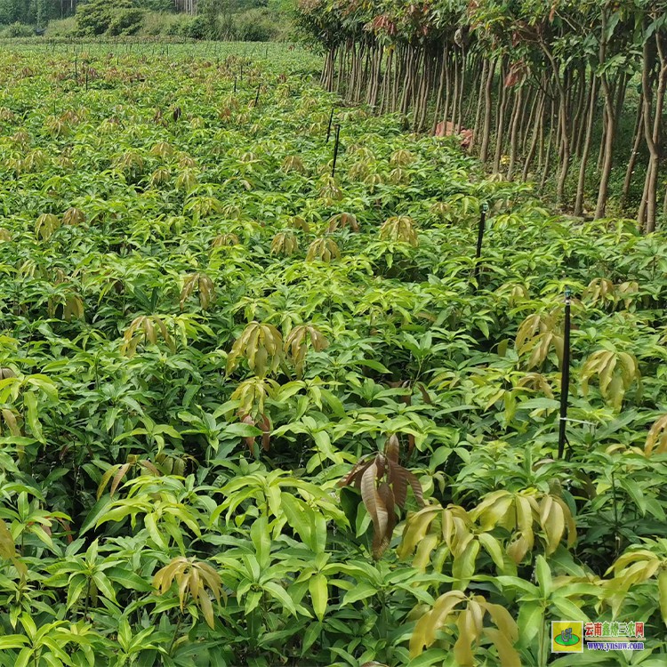 廣西芒果苗 云南芒果價格表 云南甜芒果苗