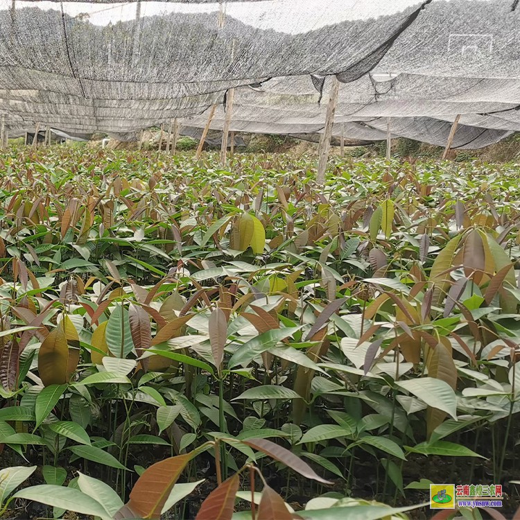 重慶盆栽芒果苗 金煌芒果苗價(jià)格 芒果水果批發(fā)