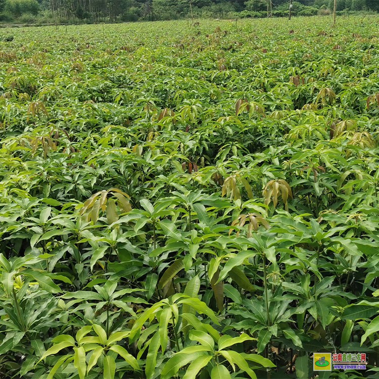 廣西四季芒果苗 云南省水果批發(fā)市場(chǎng) 海南三亞芒果批發(fā)市場(chǎng)