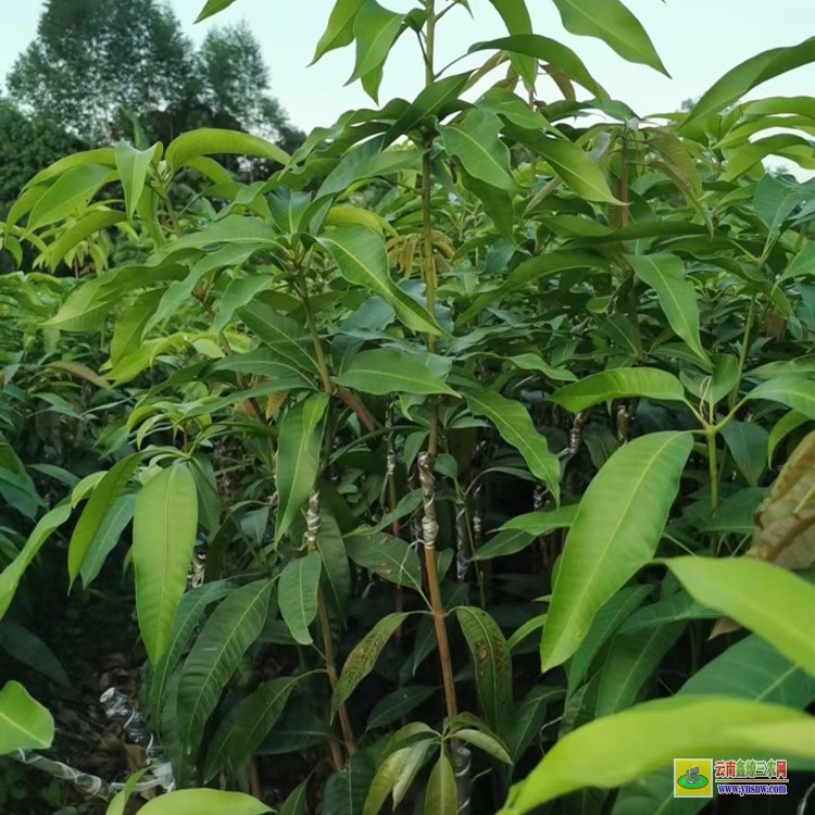 貴州哪里賣芒果苗 云南芒果價(jià)格表 瑞麗芒果批發(fā)市場