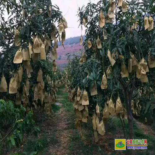 山東管理芒果苗 芒果苗金煌品種 芒果水果批發(fā)網(wǎng)