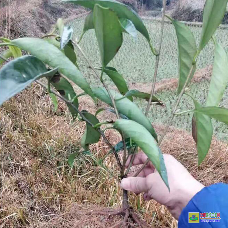 貴陽滇黃精種植種苗基地 云南保山滇黃精苗多少一株 云南黃精種苗