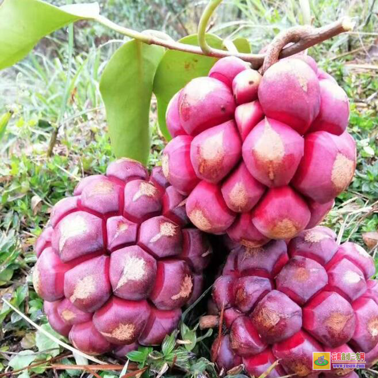 陜西黑老虎水果價格 福布種植技術(shù) 黑老虎苗多少錢一棵