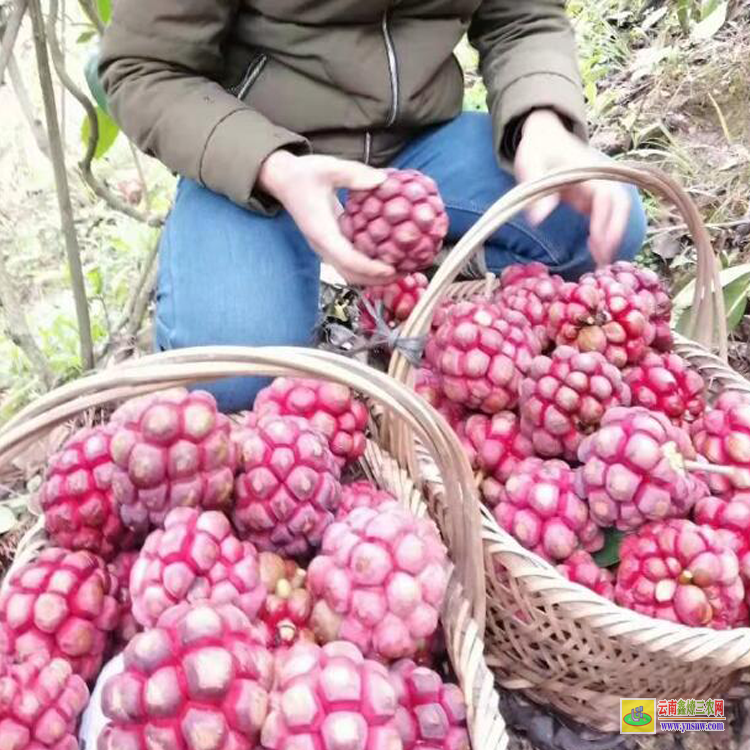 吉林黑老虎水果上市時間 福布種植技術 黑老虎苗多少錢