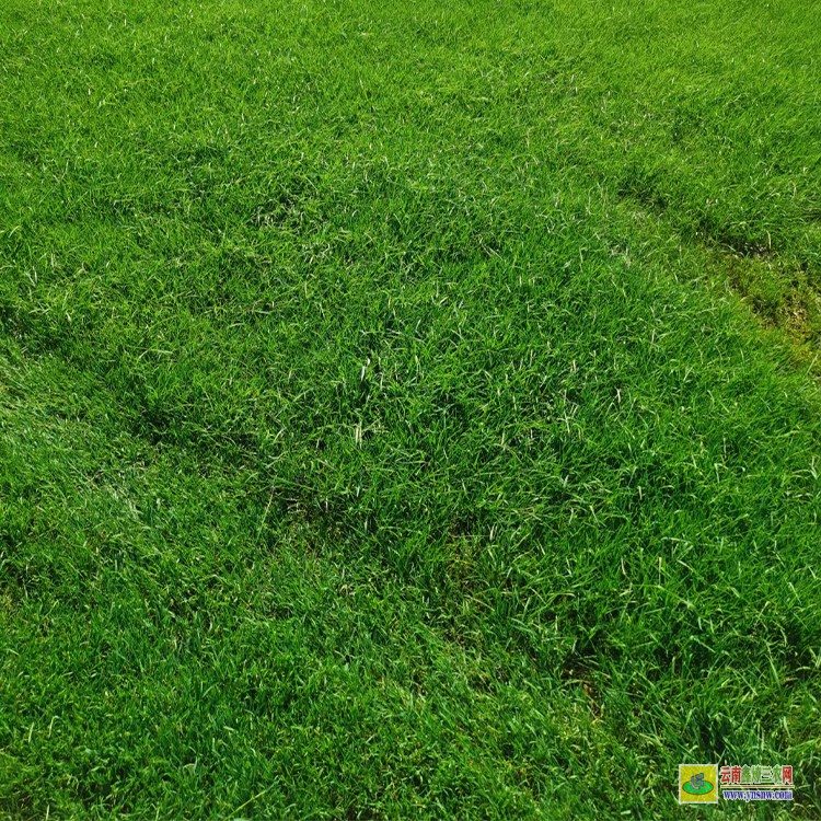 西雙版納人造草坪種子 人造草坪多少錢 景觀草坪批發(fā)