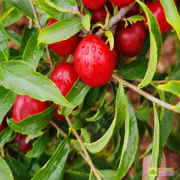 產(chǎn)地鈣果苗 洛陽鈣果苗7號(hào) 中華鈣果苗