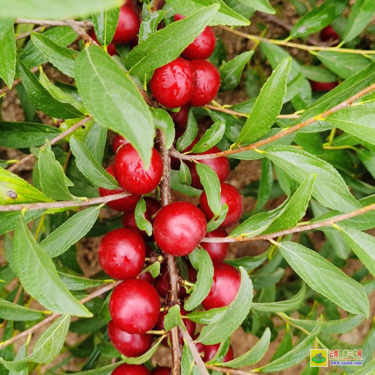 產(chǎn)地鈣果苗 永城2號(hào)鈣果苗 中華鈣果苗