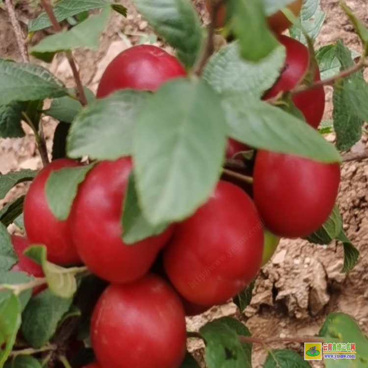 產(chǎn)地鈣果苗 永城2號(hào)鈣果苗 中華鈣果苗