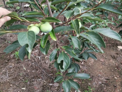 紅河太秋甜柿子苗價格 陜西柿子苗 柿子苗新品種圖3