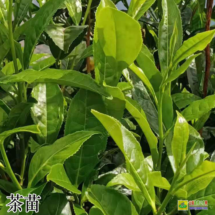 湖南油茶苗批發(fā) 茶苗品種介紹茶苗品種大全及圖片