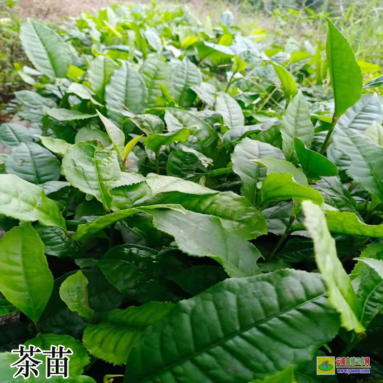 山東茶苗批發(fā)零售 高產(chǎn)油茶苗品種茶苗品種排名