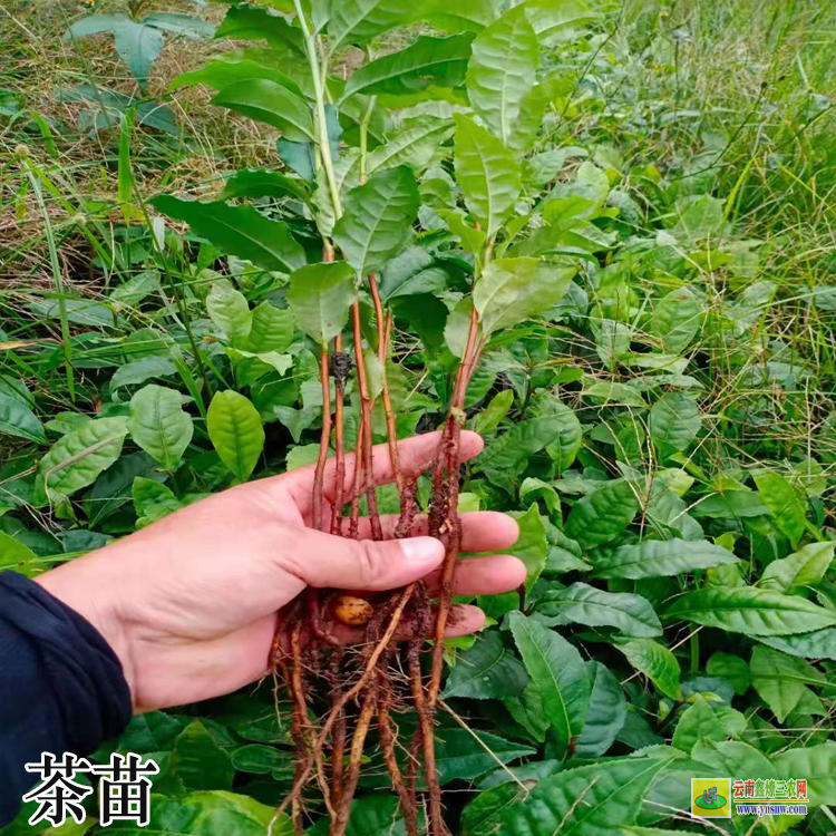 安徽茶苗價(jià)格 優(yōu)質(zhì)軟枝油茶苗品種 茶苗品種大全及圖片