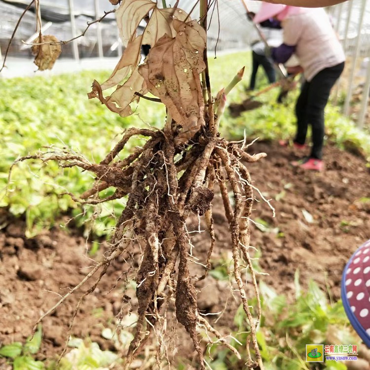 四川出售百部苗 百部種植一畝投資多少 百部苗多少錢一棵