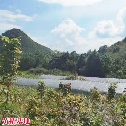 貴州黃精苗的價(jià)格 貴陽(yáng)黃精種植技術(shù),黃精苗批發(fā) 貴州黃精苗興森民豐