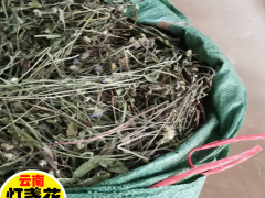 燈盞花種植*云南燈盞花*云南燈盞花基地信息圖2