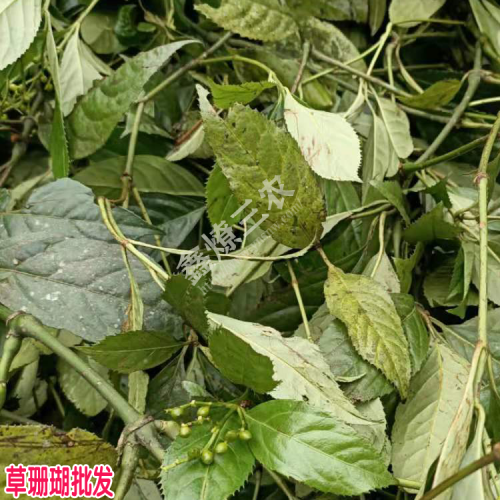 草珊瑚,又名腫節(jié)風現(xiàn)在價格是多少錢?