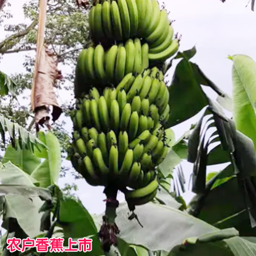 天津地區(qū)香蕉價格 四川成都地區(qū)香蕉價格