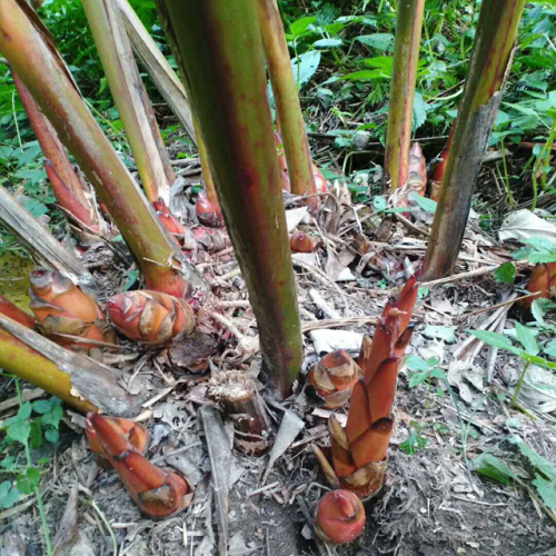 文山林下種植的三七,三七種苗供商家