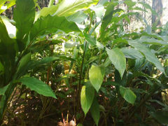 草果開花季節(jié)-文山草果花/三年草果袋苗銷售圖2