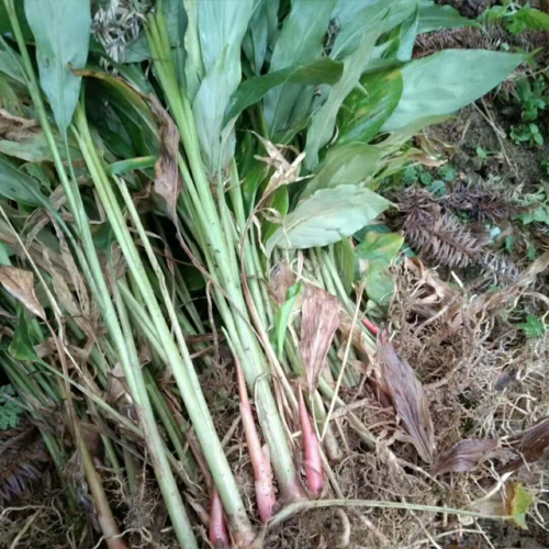 草果幾年能開花結果?_花期幾個月