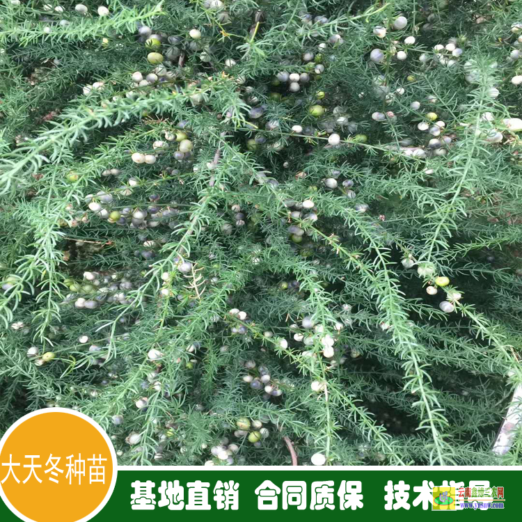 天冬苗圖片 天冬苗后專用除草劑用什么 天冬苗批發(fā)多少錢一棵