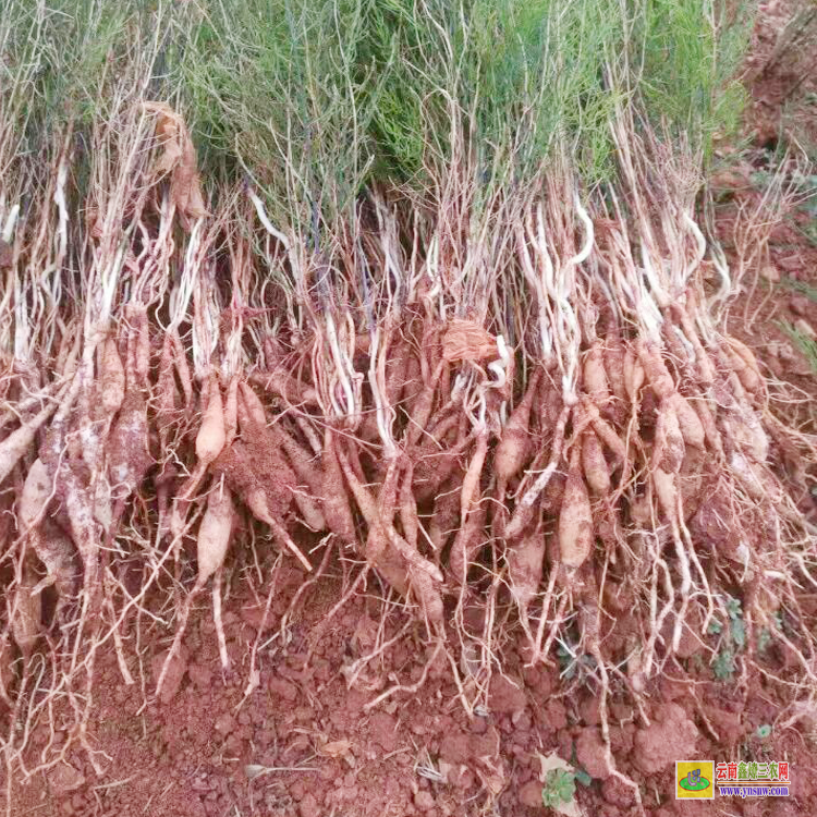 基地天冬苗育苗技術(shù) 天冬苗怎樣種植 天冬苗后專用除草劑用什么