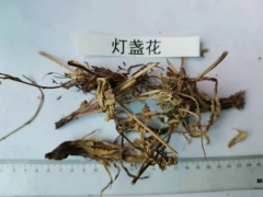 燈盞花治什么病比較好圖1