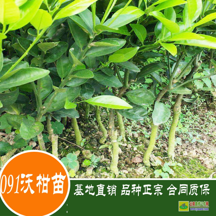 大姚沃柑袋苗多少錢(qián)一棵？ 沃柑苗到哪里買(mǎi)才真 重慶沃柑苗價(jià)格