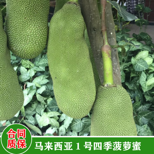 福建菠蘿蜜苗圖片 菠蘿蜜苗價(jià)格 菠蘿蜜苗用什么肥料