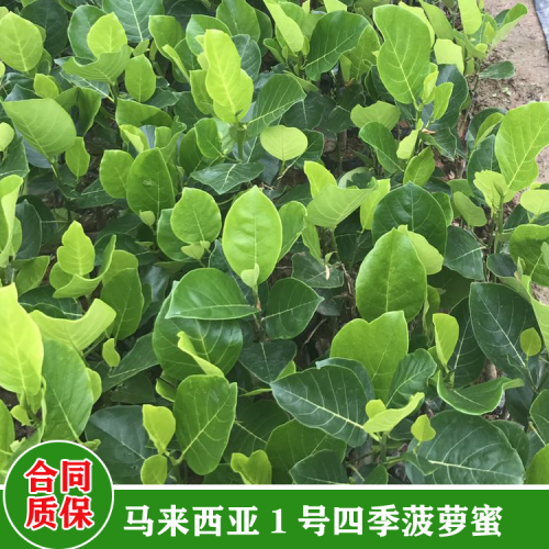 陜西菠蘿蜜苗 菠蘿蜜苗怎么種植方法 菠蘿蜜苗用什么肥料