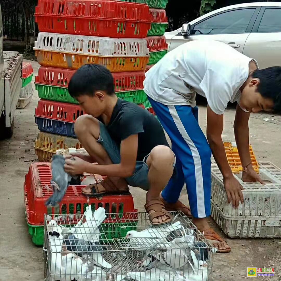 莒縣肉鴿價格一般多少錢 目前市場肉鴿價格怎么樣? 肉鴿價格怎么樣